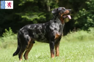 Mehr über den Artikel erfahren Beauceron Züchter und Welpen in Nouvelle-Aquitaine