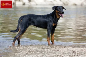 Mehr über den Artikel erfahren Beauceron Züchter und Welpen in Okzitanien