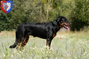 Mehr über den Artikel erfahren Beauceron Züchter und Welpen in Pays de la Loire