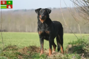 Mehr über den Artikel erfahren Beauceron Züchter und Welpen in Pilsen