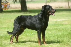 Mehr über den Artikel erfahren Beauceron Züchter und Welpen in Prag