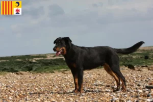 Mehr über den Artikel erfahren Beauceron Züchter und Welpen in der Provence-Alpes-Côte d’Azur