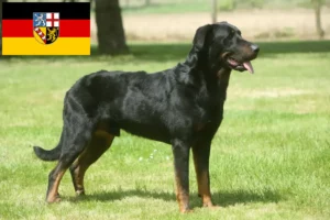 Mehr über den Artikel erfahren Beauceron Züchter und Welpen im Saarland