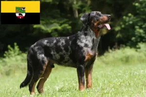 Mehr über den Artikel erfahren Beauceron Züchter und Welpen in Sachsen-Anhalt