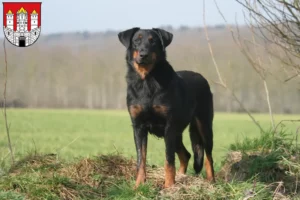 Mehr über den Artikel erfahren Beauceron Züchter und Welpen in Salzburg