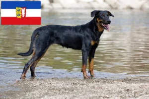 Mehr über den Artikel erfahren Beauceron Züchter und Welpen in Schleswig-Holstein