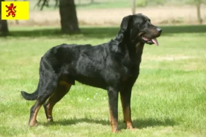 Mehr über den Artikel erfahren Beauceron Züchter und Welpen in Südholland