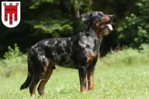 Mehr über den Artikel erfahren Beauceron Züchter und Welpen in Vorarlberg