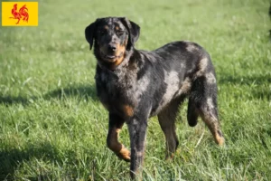 Mehr über den Artikel erfahren Beauceron Züchter und Welpen in Wallonische Region