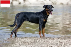 Mehr über den Artikel erfahren Beauceron Züchter und Welpen in Wien