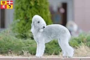 Mehr über den Artikel erfahren Bedlington Terrier Züchter und Welpen in Auvergne-Rhône-Alpes