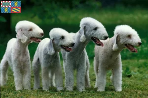 Mehr über den Artikel erfahren Bedlington Terrier Züchter und Welpen in Bourgogne-Franche-Comté