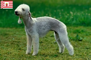 Mehr über den Artikel erfahren Bedlington Terrier Züchter und Welpen in Bremen