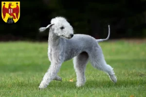 Mehr über den Artikel erfahren Bedlington Terrier Züchter und Welpen im Burgenland