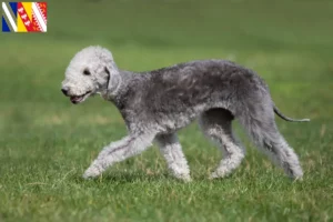 Mehr über den Artikel erfahren Bedlington Terrier Züchter und Welpen in Grand Est