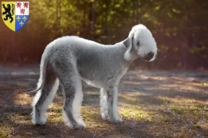 Mehr über den Artikel erfahren Bedlington Terrier Züchter und Welpen in Hauts-de-France