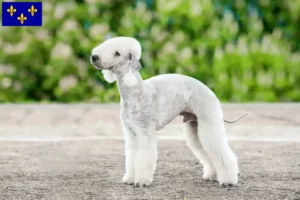 Mehr über den Artikel erfahren Bedlington Terrier Züchter und Welpen in Île-de-France