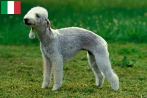 Mehr über den Artikel erfahren Bedlington Terrier Züchter und Welpen in Italien