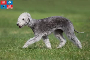 Mehr über den Artikel erfahren Bedlington Terrier Züchter und Welpen in Karlsbad