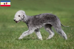 Mehr über den Artikel erfahren Bedlington Terrier Züchter und Welpen in Mecklenburg-Vorpommern