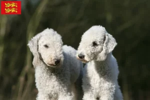 Mehr über den Artikel erfahren Bedlington Terrier Züchter und Welpen in der Normandie