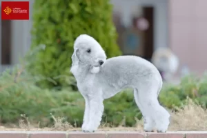 Mehr über den Artikel erfahren Bedlington Terrier Züchter und Welpen in Okzitanien