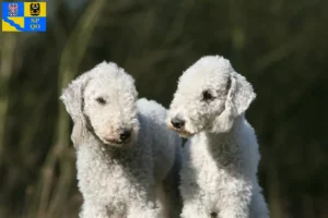 Mehr über den Artikel erfahren Bedlington Terrier Züchter und Welpen in Olmütz