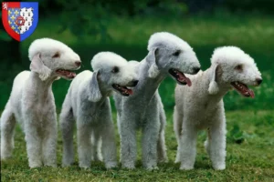 Mehr über den Artikel erfahren Bedlington Terrier Züchter und Welpen in Pays de la Loire