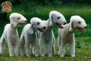 Mehr über den Artikel erfahren Bedlington Terrier Züchter und Welpen in Prag