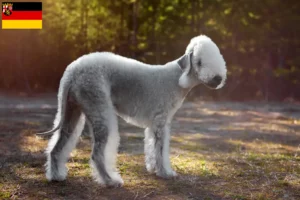 Mehr über den Artikel erfahren Bedlington Terrier Züchter und Welpen in Rheinland-Pfalz