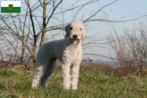 Mehr über den Artikel erfahren Bedlington Terrier Züchter und Welpen in Sachsen