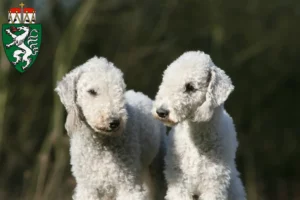 Mehr über den Artikel erfahren Bedlington Terrier Züchter und Welpen in der Steiermark