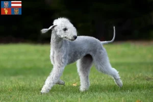 Mehr über den Artikel erfahren Bedlington Terrier Züchter und Welpen in Südmähren