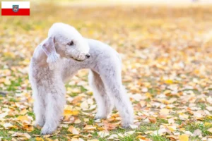 Mehr über den Artikel erfahren Bedlington Terrier Züchter und Welpen in Thüringen