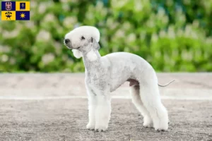 Mehr über den Artikel erfahren Bedlington Terrier Züchter und Welpen in Zlín