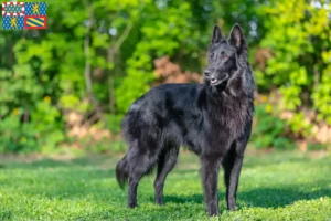 Mehr über den Artikel erfahren Belgischer Schäferhund Züchter und Welpen in Bourgogne-Franche-Comté