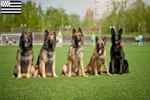 Mehr über den Artikel erfahren Belgischer Schäferhund Züchter und Welpen in der Bretagne