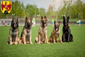 Mehr über den Artikel erfahren Belgischer Schäferhund Züchter und Welpen im Burgenland