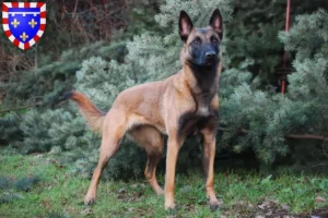 Mehr über den Artikel erfahren Belgischer Schäferhund Züchter und Welpen in Centre-Val de Loire