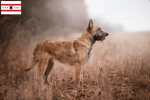Mehr über den Artikel erfahren Belgischer Schäferhund Züchter und Welpen in Drenthe