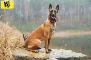 Mehr über den Artikel erfahren Belgischer Schäferhund Züchter und Welpen in Flandern