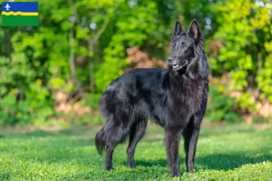 Mehr über den Artikel erfahren Belgischer Schäferhund Züchter und Welpen in Flevoland