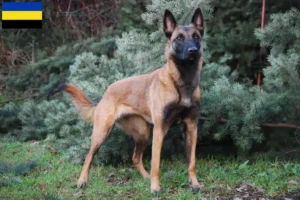 Mehr über den Artikel erfahren Belgischer Schäferhund Züchter und Welpen in Gelderland