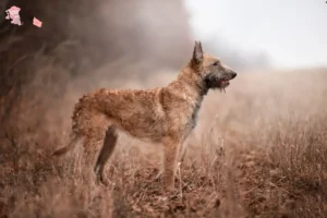 Mehr über den Artikel erfahren Belgischer Schäferhund Züchter und Welpen in Hovedstaden