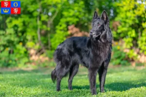 Mehr über den Artikel erfahren Belgischer Schäferhund Züchter und Welpen in Hradec Králové