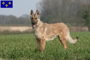 Mehr über den Artikel erfahren Belgischer Schäferhund Züchter und Welpen in Île-de-France