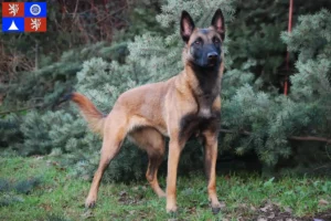 Mehr über den Artikel erfahren Belgischer Schäferhund Züchter und Welpen in Liberec