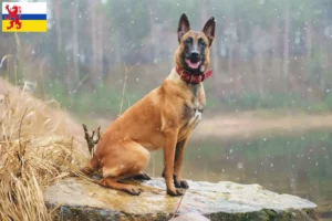 Mehr über den Artikel erfahren Belgischer Schäferhund Züchter und Welpen in Limburg