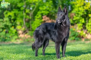 Mehr über den Artikel erfahren Belgischer Schäferhund Züchter und Welpen in Midtjylland