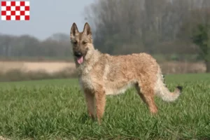 Mehr über den Artikel erfahren Belgischer Schäferhund Züchter und Welpen in Nordbrabant
